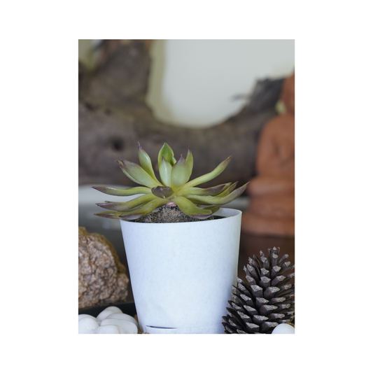 Enhance your space with the aesthetics of succulent plants-Echeveria