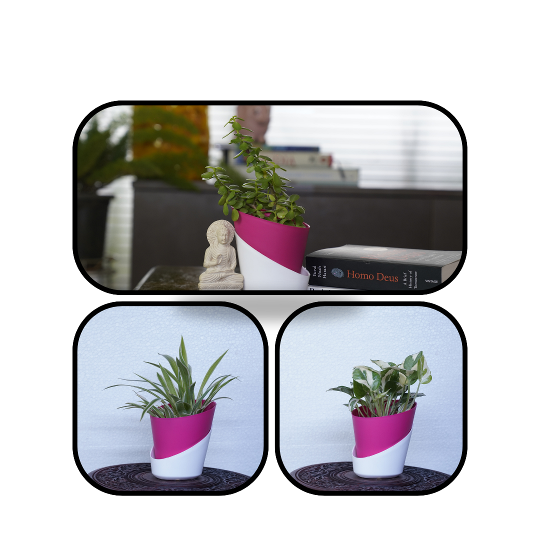 Combo of 3 Plants - Jade/SpiderPlant/EnjoyPothos in Pink Self Watering Dual Case Oval Pot