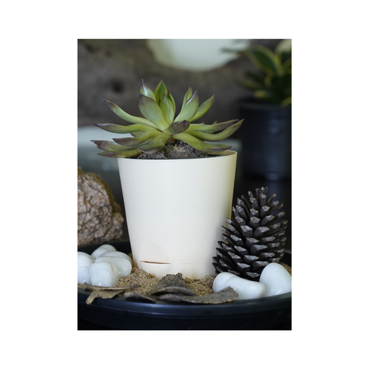 Enhance your space with the aesthetics of succulent plants-Echeveria