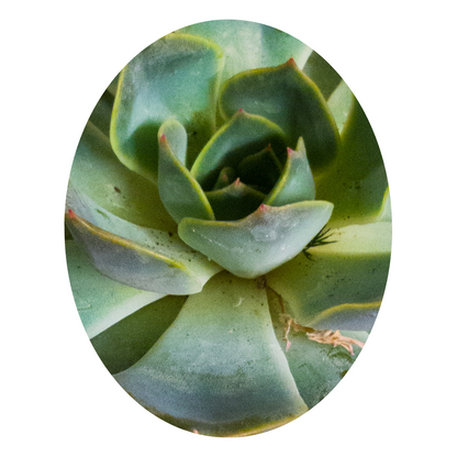 Air purifier plant for indoor spaces: Echeveria Elegans, a beautiful succulent plant that enhances air quality