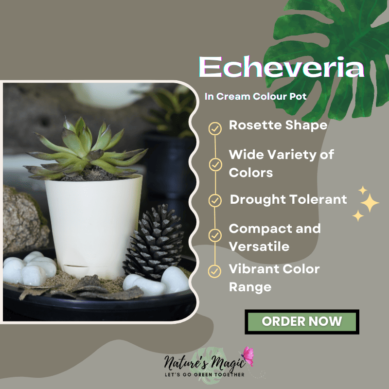 Air purifier plant for indoor spaces: Echeveria Elegans, a beautiful succulent plant that enhances air quality