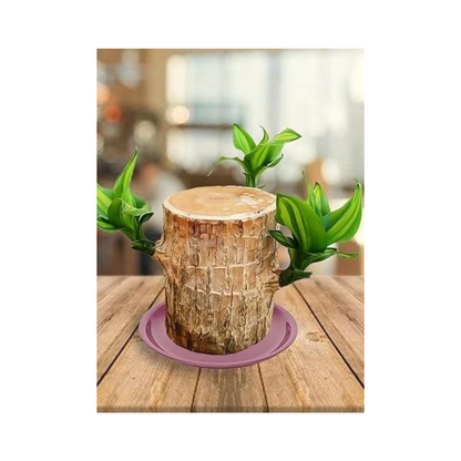 Brazilian Lucky Wood, Mini Home Plant Decorations