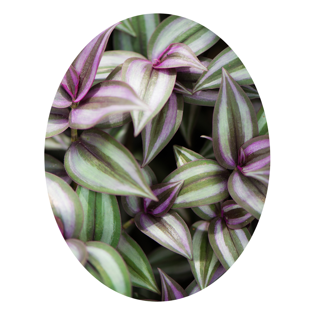 Tradescantia zebrina is a stunning choice for indoor hanging baskets, showcasing its vibrant striped leaves that cascade beautifully.