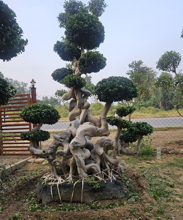 Plant Procurement & Supply