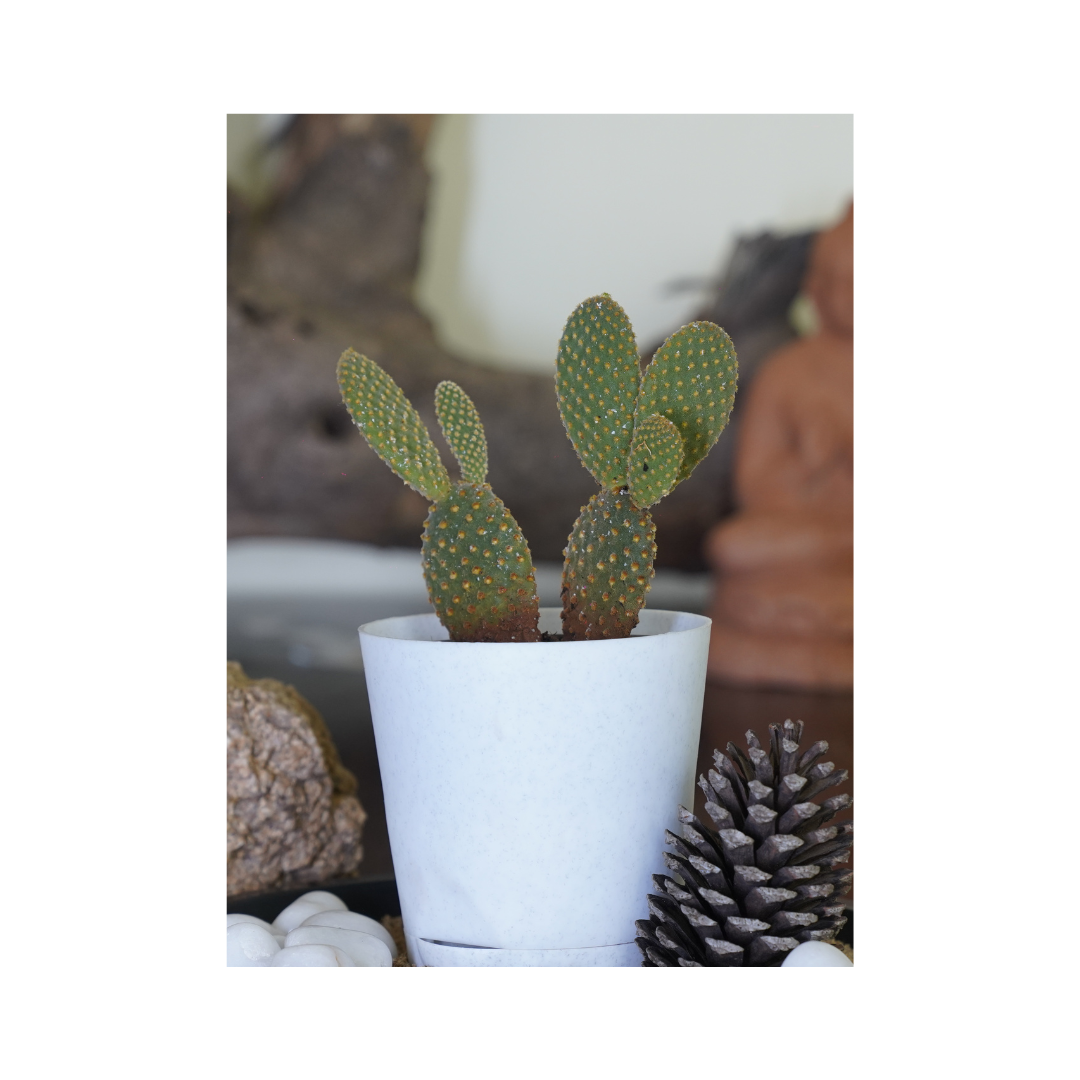 Enhance your space with the aesthetics of succulent plants-rabbit ear cactus.