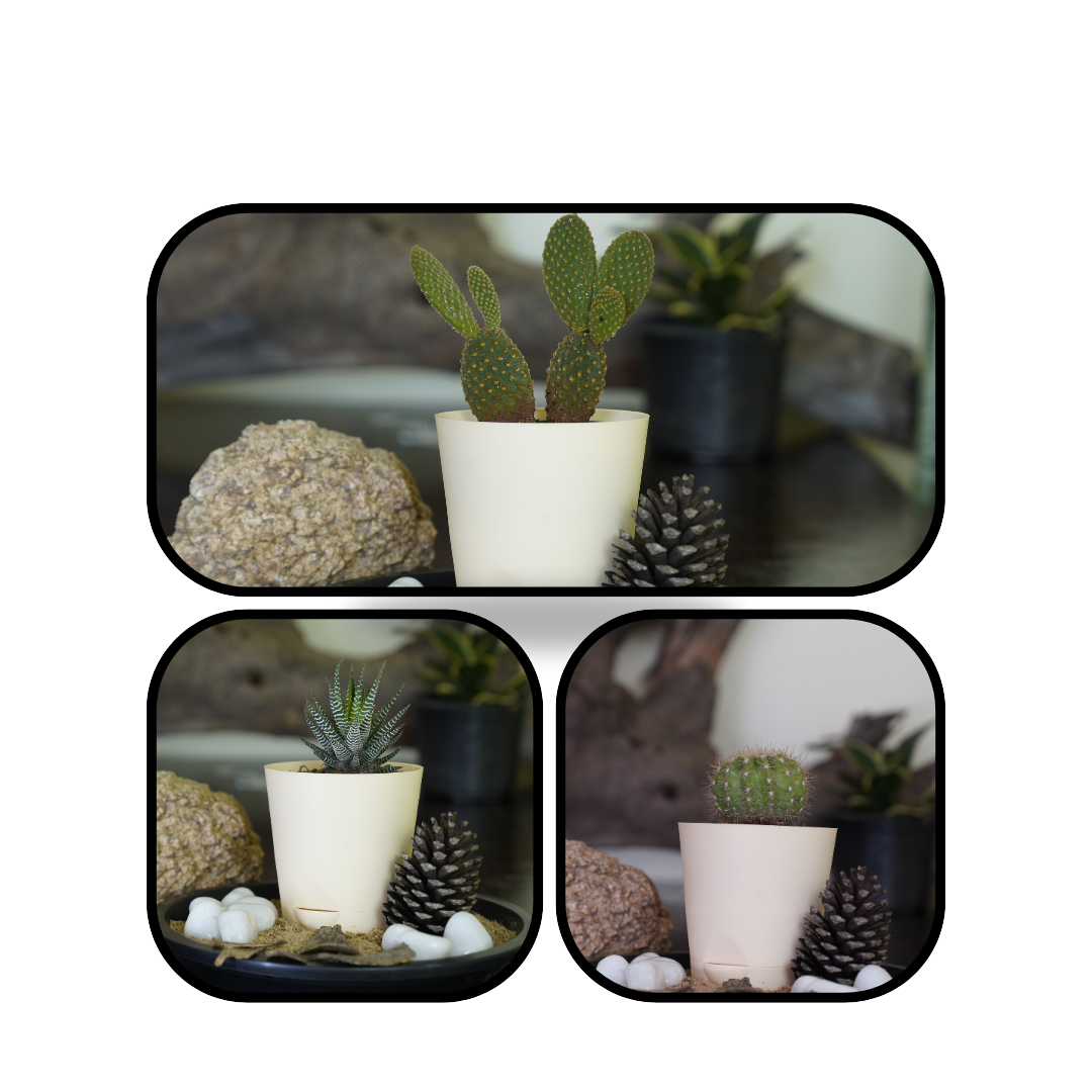 self_watering_plant-cactus-best_home_plants