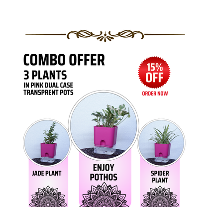 good fortune plants-combo-best inside plants