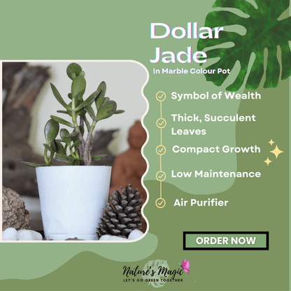 Plants that attract money: Dollar Jade (Crassula), a beautiful succulent believed to bring prosperity and good fortune to your home