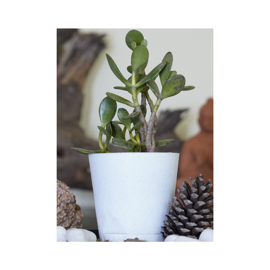 Enhance your space with the aesthetics of succulent plants-Dollar Jade.