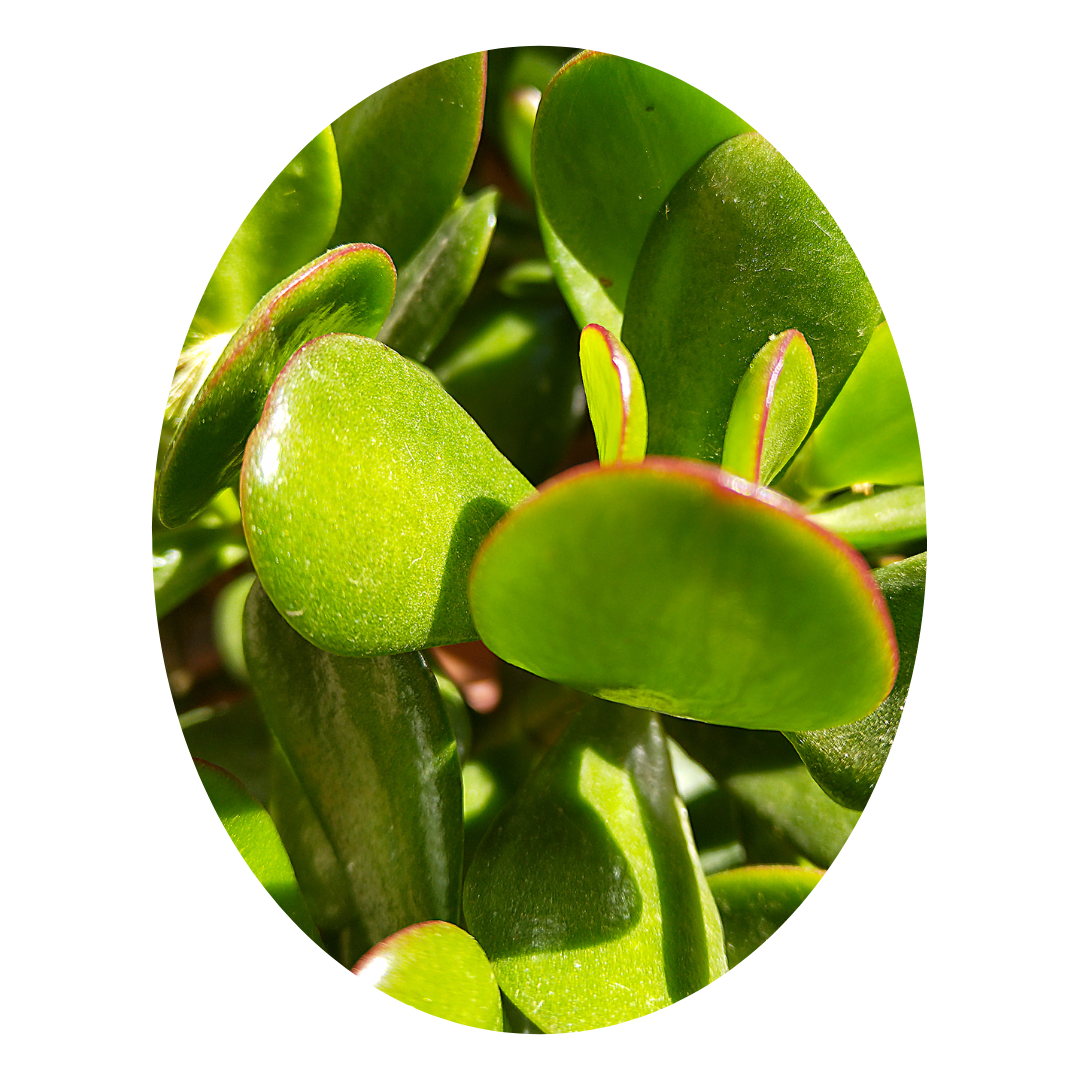 Plants attract money: Dollar Jade (Crassula), a beautiful succulent believed to bring prosperity and good fortune to your home