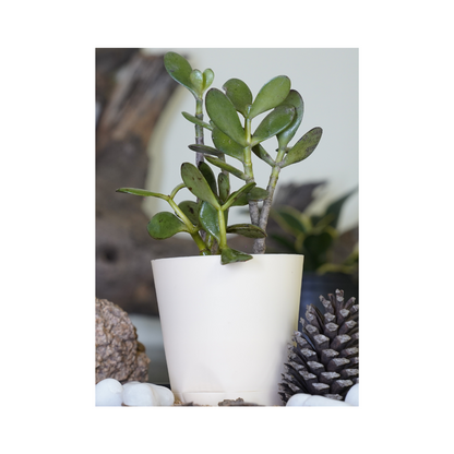 Enhance your space with the aesthetics of succulent plants-Dollar Jade.