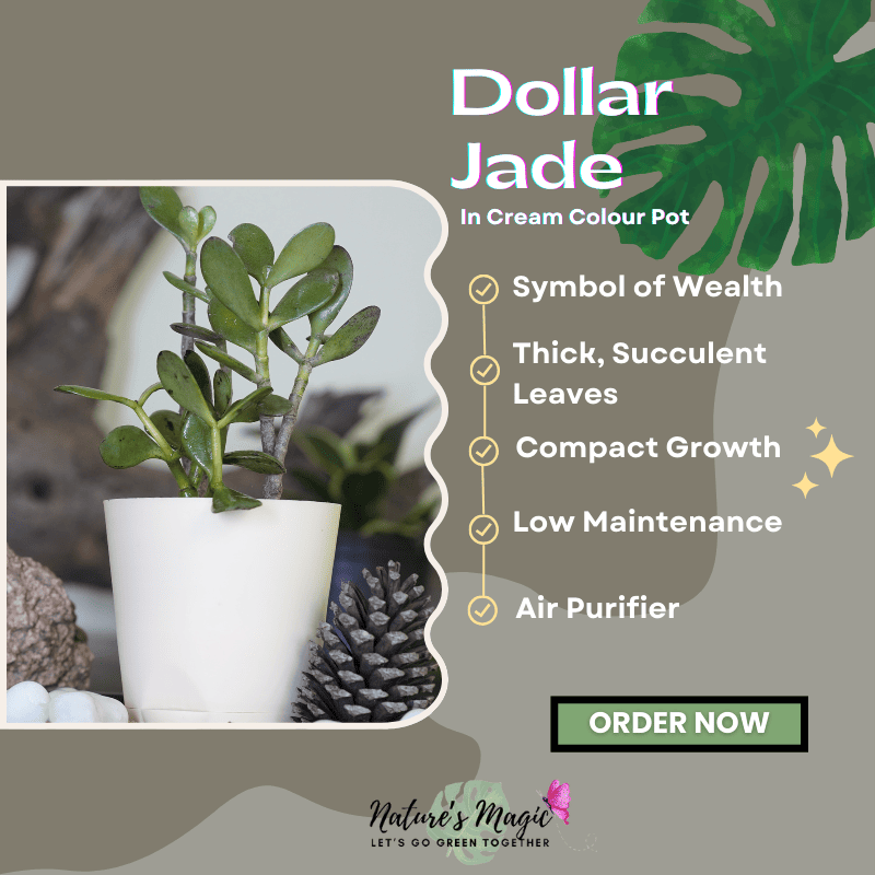 Plants that attract money: Dollar Jade (Crassula), a beautiful succulent believed to bring prosperity and good fortune to your home