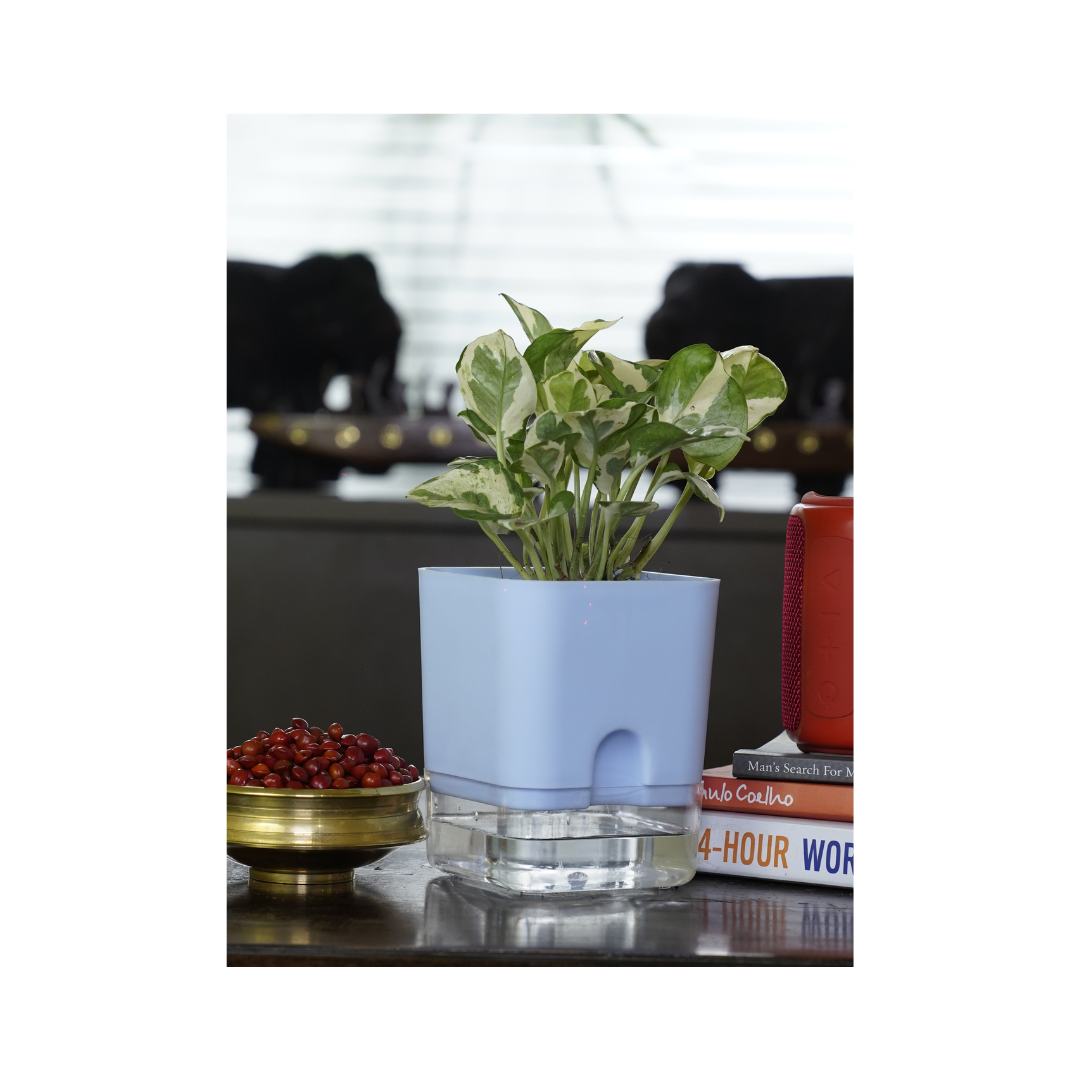 Enjoy Pothos - a stunning indoor climbing plant that thrives beautifully in various environments, adding a touch of greenery and elegance to your home decor.