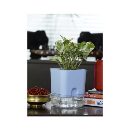 Enjoy Pothos - a stunning indoor climbing plant that thrives beautifully in various environments, adding a touch of greenery and elegance to your home decor.