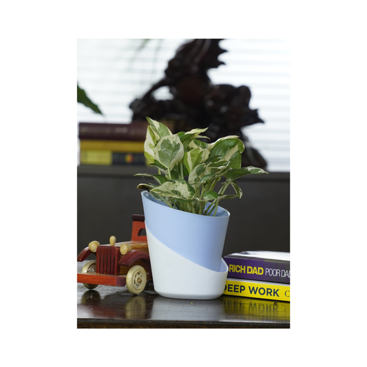 Enjoy Pothos – the perfect indoor plant for office spaces, bringing lush greenery and easy care with the classic charm of Pothos.