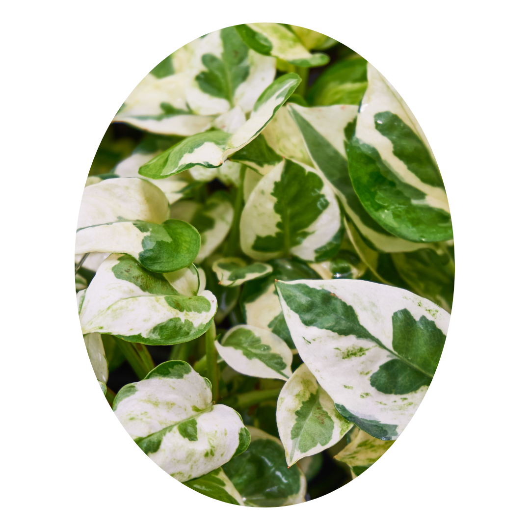 Enjoy Pothos – the perfect indoor plant for office spaces, bringing lush greenery and easy care with the classic charm of Pothos.