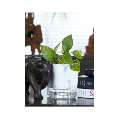 Golden Pothos is an excellent choice for indoor climbing plants, featuring heart-shaped leaves that trail beautifully and thrive in various lighting conditions.