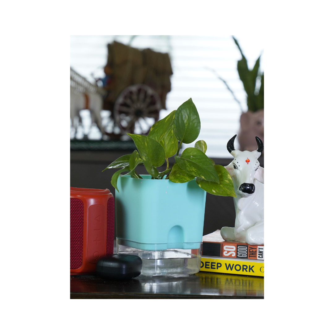 Golden Pothos is a popular choice for indoor climbing plants, known for its lush.