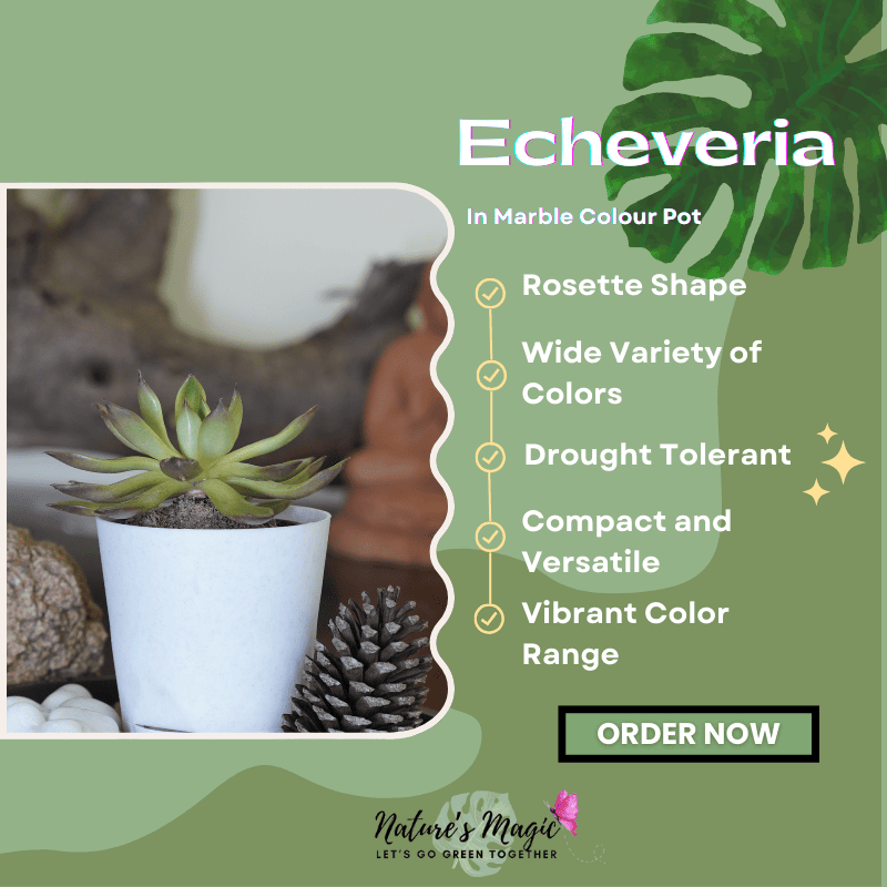 Air purifier plant for indoor spaces: Echeveria Elegans, a beautiful succulent plant that enhances air quality