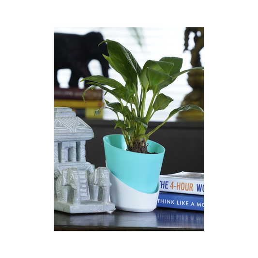 Office plants enhance the workspace by improving air quality, serving as houseplants that produce oxygen and promote a healthier environment.