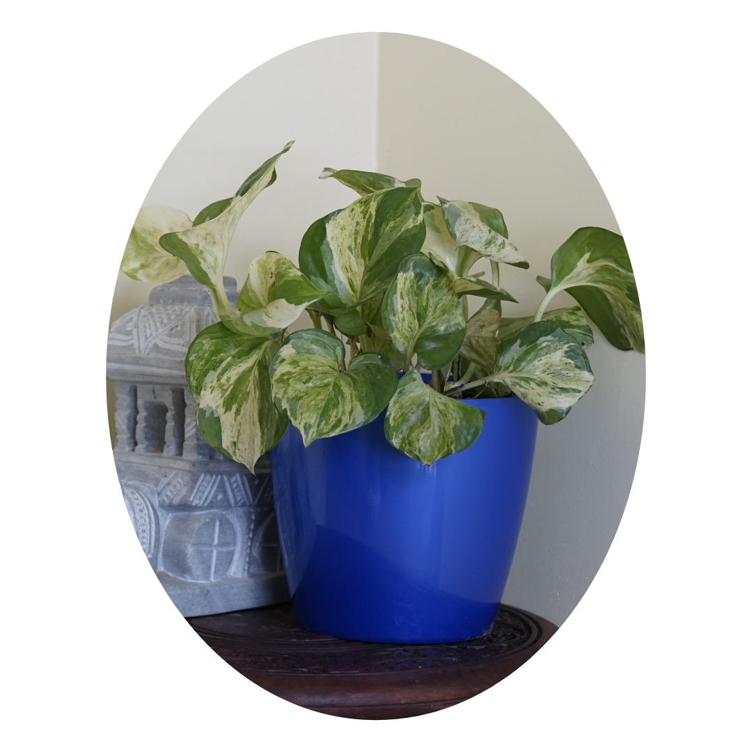 aesthetics-indoor house plant pots