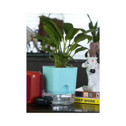 The Peace Lily is a highly regarded indoor plant known for its elegant white blooms and air-purifying properties, making it an ideal choice for enhancing your home environment.