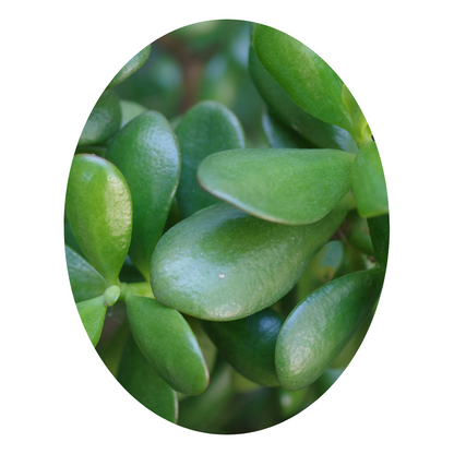 Jade Plant – a lucky addition for your home, purifying the air while bringing positivity and prosperity.