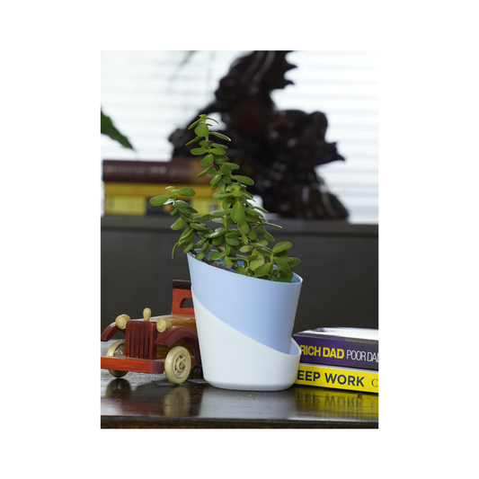 Jade Plant – a lucky addition for your home, purifying the air while bringing positivity and prosperity.