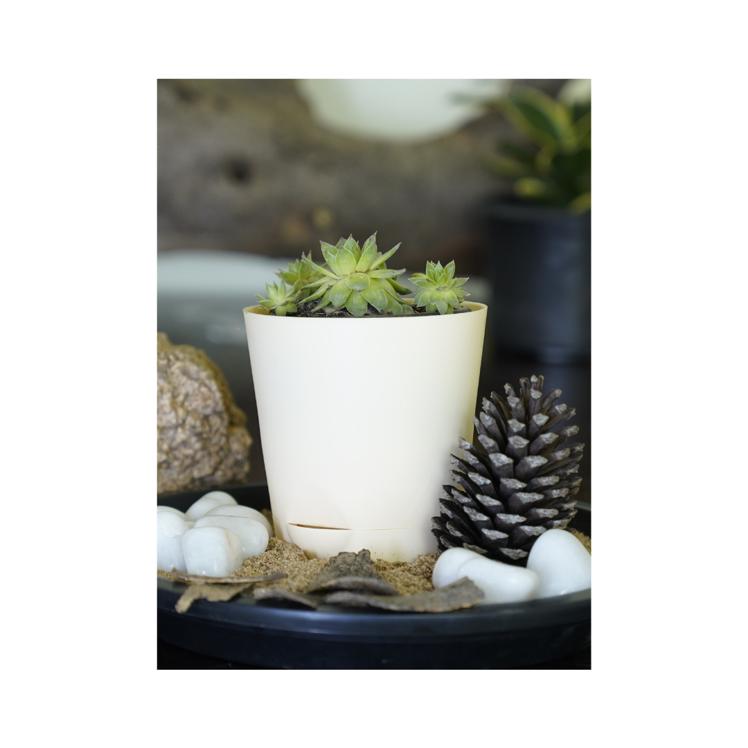 Enhance your space with the aesthetics of succulent plants-Lakshmi Kamal.