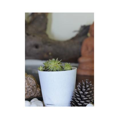 Enhance your space with the aesthetics of succulent plants-Lakshmi Kamal.