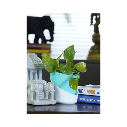 Money Plant Indoor - a versatile climbing plant known for its air-purifying qualities, bringing good luck and positive energy to your indoor spaces while adding a touch of natural elegance.