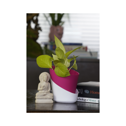 Neon Pothos – one of the best oxygen-boosting indoor plants, ideal for vibrant greenery and air purification in any indoor space.