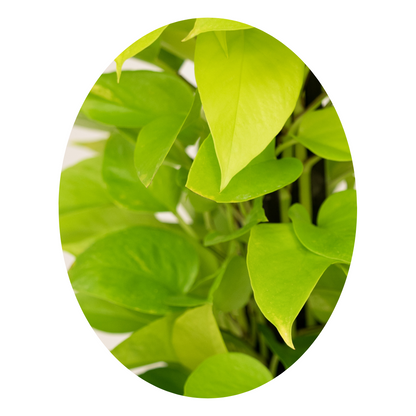 Neon Pothos - a low-maintenance houseplant known for its exceptional air-filtration, ideal for adding greenery and freshness indoors.