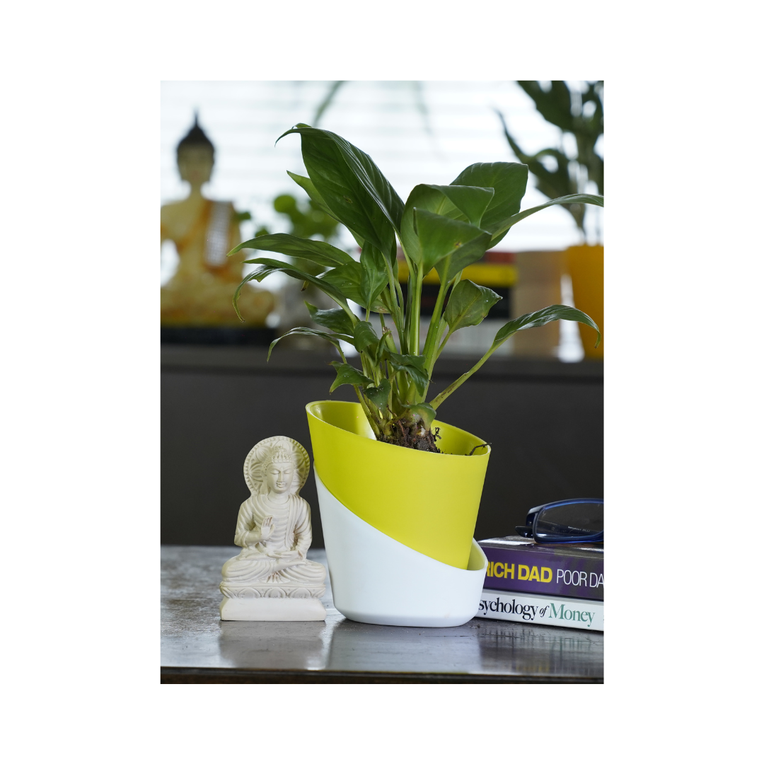 Peace Lily is one of the best indoor plants, celebrated for its stunning white flowers and glossy green leaves, making it a beautiful addition to any indoor space while also improving air quality.