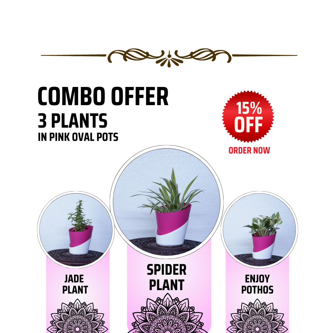 house plant air purifier-package-plants and clean air