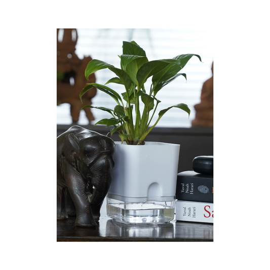 The Peace Lily is among the best indoor plants for enhancing air quality, known for its remarkable oxygen-producing capabilities and effectiveness in removing toxins.