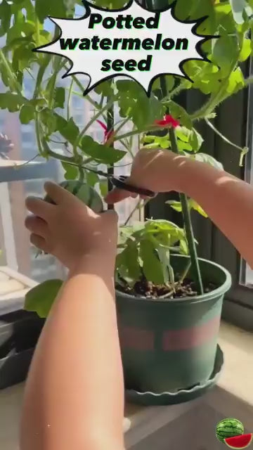 Ruby Watermelon Seeds