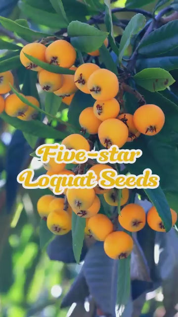 Five-star Loquat Seeds