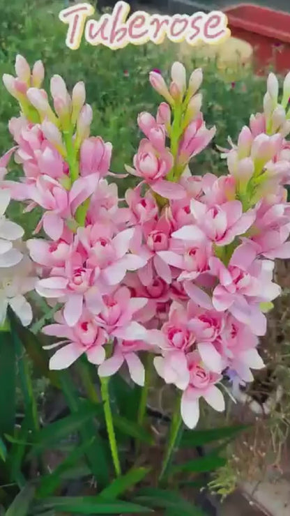 Rajnigandha Double Patel Tuberose Bulbs