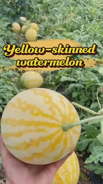 Golden Red Watermelon Seeds