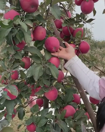 Red Apple Seeds