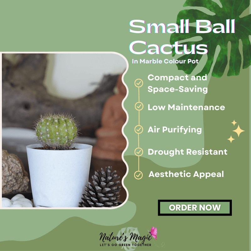 Round cactus succulents, perfect as aesthetic succulent plants for indoor décor.