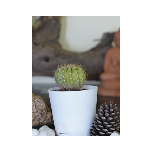 Enhance your space with the aesthetics of succulent plants-Round cactus succulents.