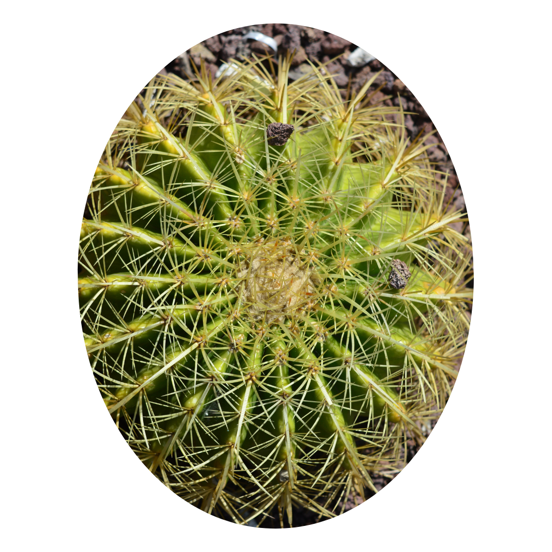 Round cactus succulents, perfect as aesthetic succulent plants for indoor décor.