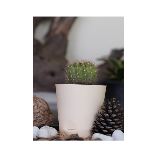 Enhance your space with the aesthetics of succulent plants-Round cactus succulents.