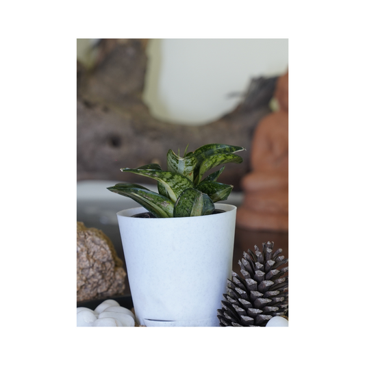 Enhance your space with the aesthetics of succulent plants-Sansevieria.