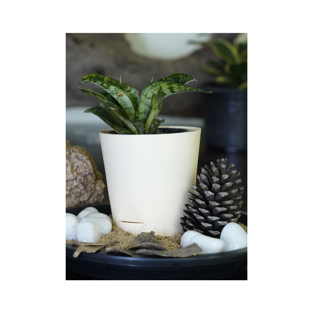 Enhance your space with the aesthetics of succulent plants-Sansevieria.