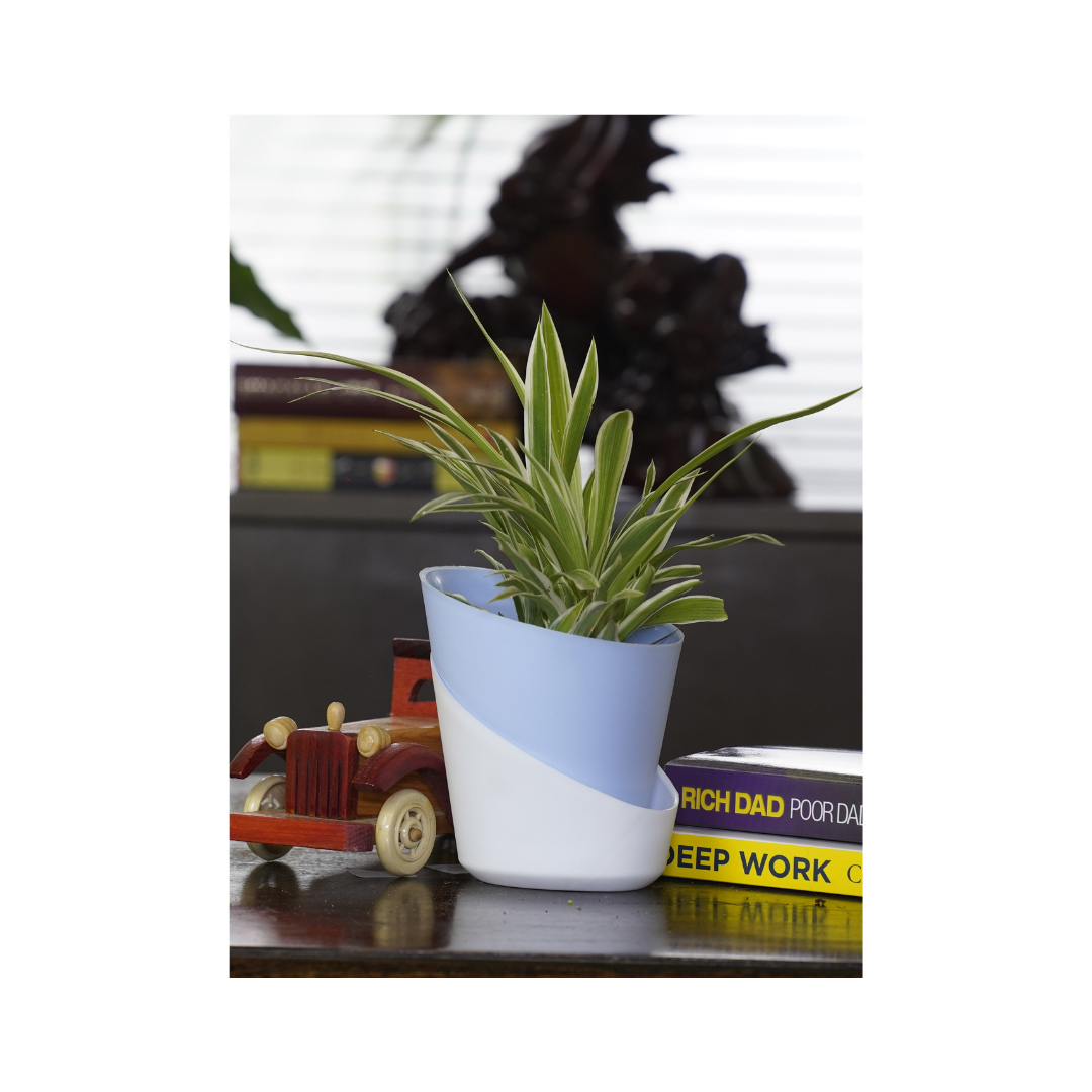 Spider Plant - a top oxygen plant for indoors, offering easy care and enhancing indoor greenery.