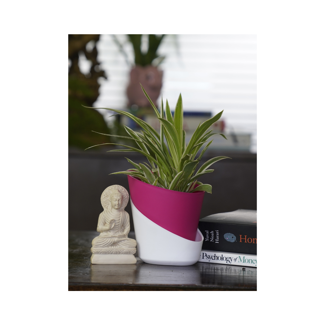 low-care-houseplants-spider-plant-spider-plant-indoor