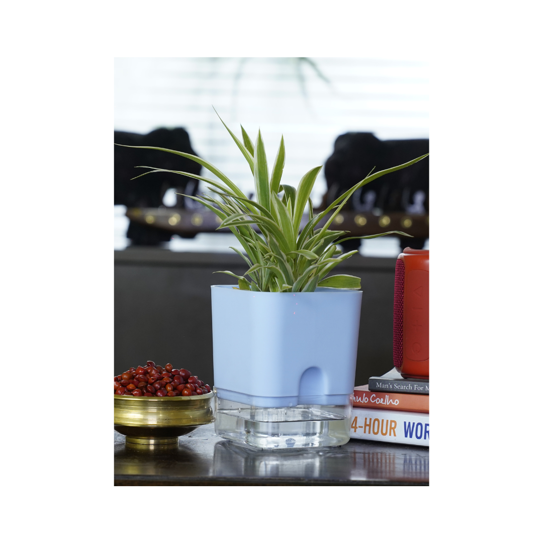 Spider Plant - a popular indoor plant known for its air-purifying qualities, thrives effortlessly in various conditions and is easy to propagate, making it a perfect choice for any home.